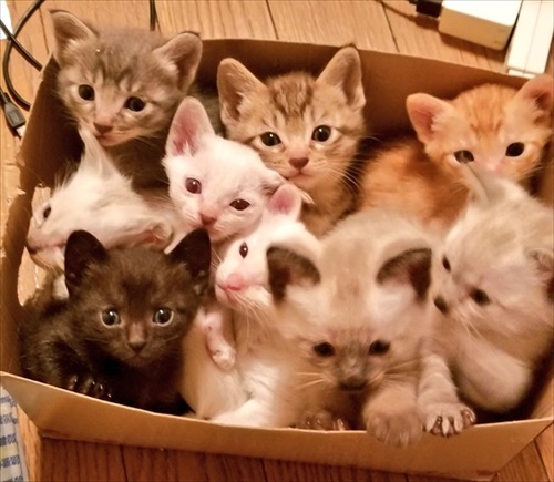 朝の寒さで猫団子 ネコ かわいい 面白 モフモフ ストーブ 冬 癒される ぎゅうぎゅう