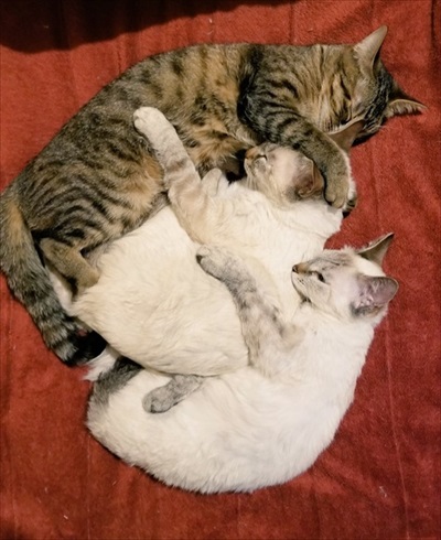 朝の寒さで猫団子 ネコ かわいい 面白 モフモフ ストーブ 冬 癒される ぎゅうぎゅう