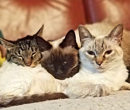 朝の寒さで猫団子 ネコ かわいい 面白 モフモフ ストーブ 冬 癒される