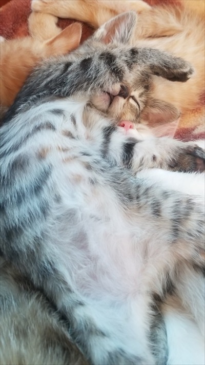 朝の寒さで猫団子 ネコ かわいい 面白 モフモフ ストーブ 冬 癒される ぎゅうぎゅう