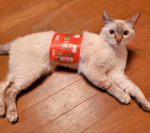 朝の寒さで猫団子 ネコ かわいい 面白 モフモフ ストーブ 冬 癒される