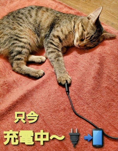 朝の寒さで猫団子 ネコ かわいい 面白 モフモフ ストーブ 冬 癒される ギュウギュウ