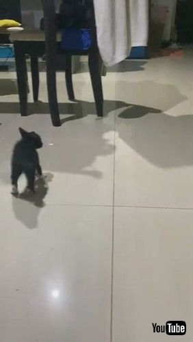 子猫 つるん 滑る 飼い主 足の間 繰り返す