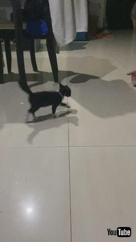 子猫 つるん 滑る 飼い主 足の間 繰り返す