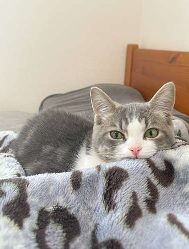 猫　子猫　ウィスカーパッド　あむあむ　毛布　かわいい　画像　マンチカン　足長マンチカン