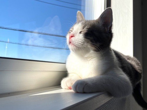 猫　子猫　ウィスカーパッド　あむあむ　毛布　かわいい　画像　マンチカン　足長マンチカン