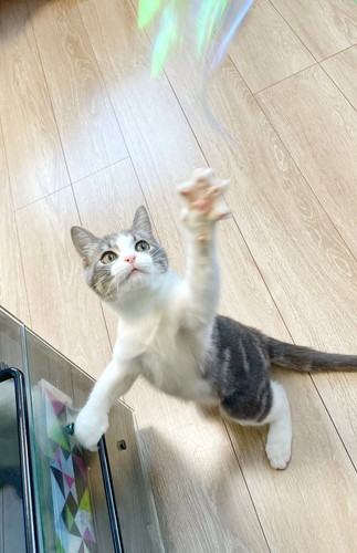 猫　子猫　ウィスカーパッド　あむあむ　毛布　かわいい　画像　マンチカン　足長マンチカン