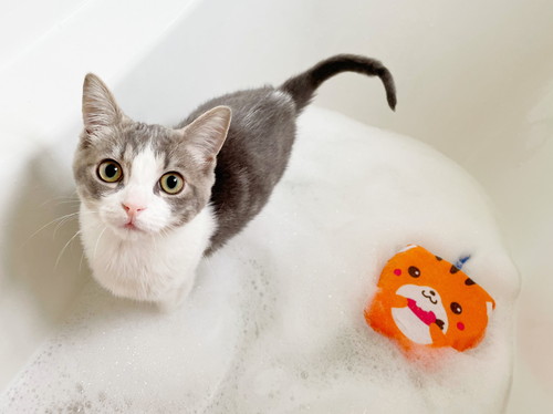 猫　子猫　ウィスカーパッド　あむあむ　毛布　かわいい　画像　マンチカン　足長マンチカン