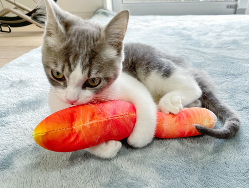 猫　子猫　ウィスカーパッド　あむあむ　毛布　かわいい　画像　マンチカン　足長マンチカン