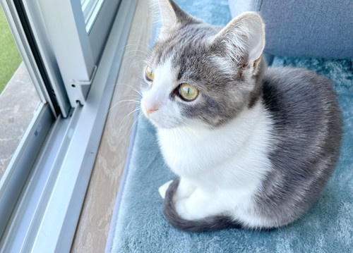 猫　子猫　ウィスカーパッド　あむあむ　毛布　かわいい　画像　マンチカン　足長マンチカン