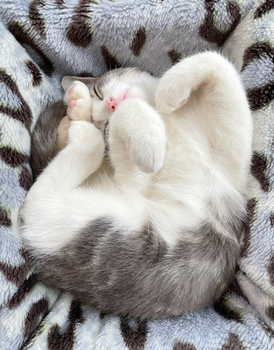 猫　子猫　ウィスカーパッド　あむあむ　毛布　かわいい　画像　マンチカン　足長マンチカン