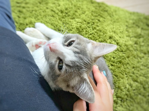 猫　子猫　ウィスカーパッド　あむあむ　毛布　かわいい　画像　マンチカン　足長マンチカン