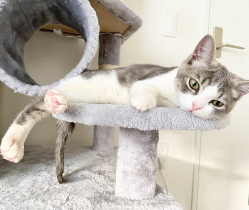 猫　子猫　ウィスカーパッド　あむあむ　毛布　かわいい　画像　マンチカン　足長マンチカン