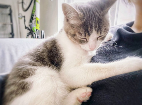 猫　子猫　ウィスカーパッド　あむあむ　毛布　かわいい　画像　マンチカン　足長マンチカン