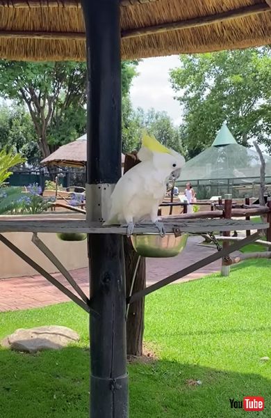 オウム キバタン グルグル 首 激しい 動き