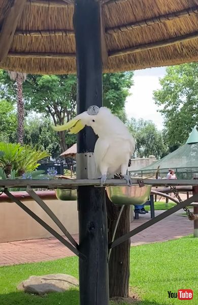 オウム キバタン グルグル 首 激しい 動き
