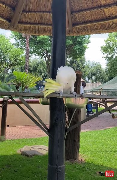 オウム キバタン グルグル 首 激しい 動き