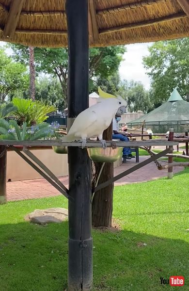 オウム キバタン グルグル 首 激しい 動き