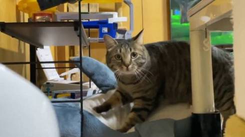 猫 ガン見 サメをこねる トラちゃん