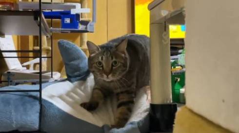 猫 ガン見 サメをこねる トラちゃん