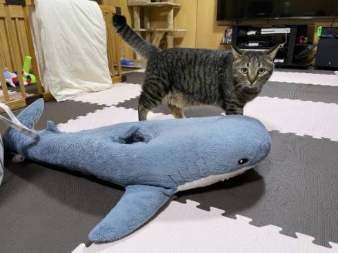 猫 ガン見 サメをこねる トラちゃん