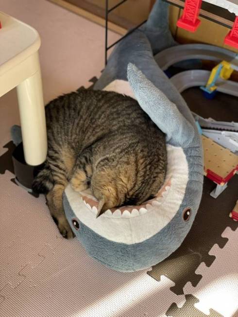 猫 ガン見 サメをこねる トラちゃん