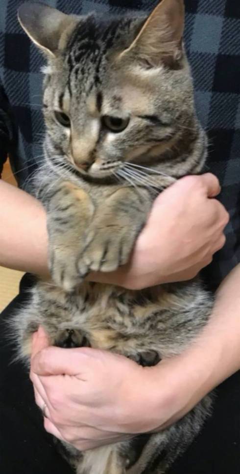 猫 ガン見 サメをこねる トラちゃん