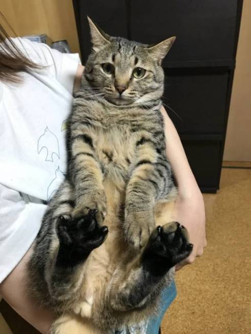 猫 ガン見 サメをこねる トラちゃん