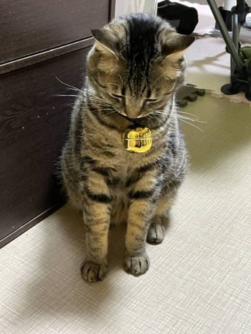 猫 ガン見 サメをこねる トラちゃん