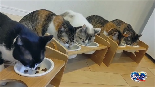 第九を奏でる猫ちゃん 第九 ベートーベン 猫 かわいい 面白動画 癒やし ほっこり 銀のスプーン カリカリ