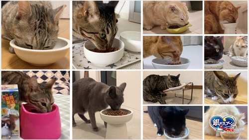第九を奏でる猫ちゃん 第九 ベートーベン 猫 かわいい 面白動画 癒やし ほっこり 銀のスプーン カリカリ