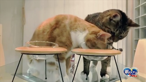 第九を奏でる猫ちゃん 第九 ベートーベン 猫 かわいい 面白動画 癒やし ほっこり 銀のスプーン カリカリ