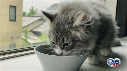 第九を奏でる猫ちゃん 第九 ベートーベン 猫 かわいい 面白動画 癒やし ほっこり 銀のスプーン カリカリ