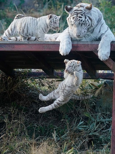 ねとらぼ生物部で読まれた記事画像付き