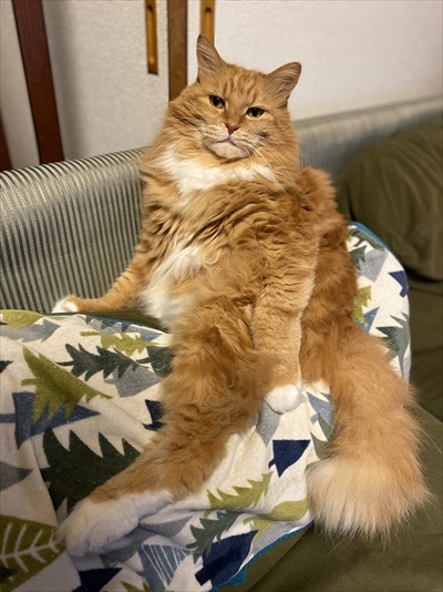 ねとらぼ生物部で読まれた記事画像付き