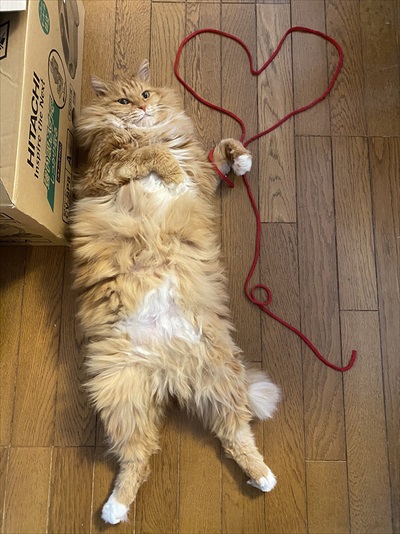 ねとらぼ生物部で読まれた記事画像付き