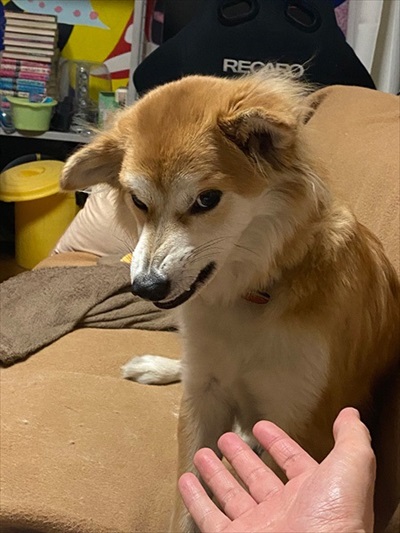 ねとらぼ生物部で読まれた記事画像付き