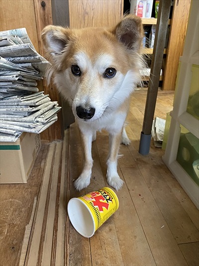 ねとらぼ生物部で読まれた記事画像付き