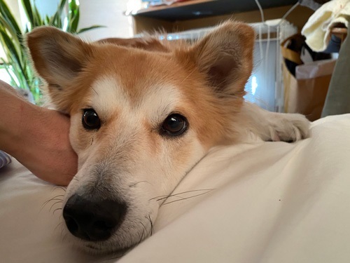 ねとらぼ生物部で読まれた記事画像付き