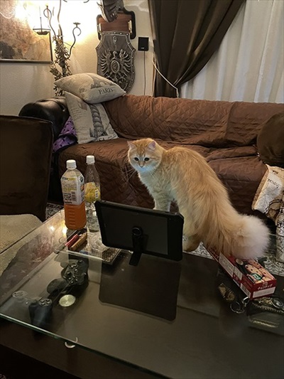 ねとらぼ生物部で読まれた記事画像付き