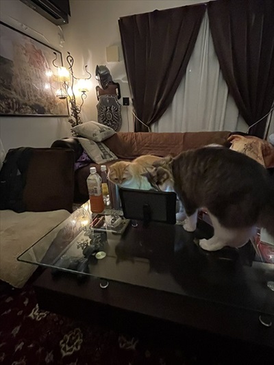 ねとらぼ生物部で読まれた記事画像付き