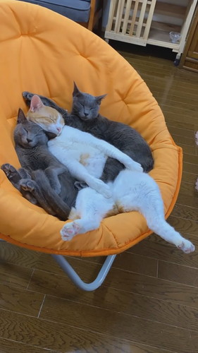 抱き合って眠る猫ちゃんたち 保健所 保護猫 昼寝 すやすや ネコ 癒やし 動画 かわいい 抱き合う猫