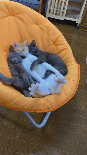 抱き合って眠る猫ちゃんたち  保健所 保護猫 昼寝 すやすや ネコ 癒やし 動画 かわいい 抱き合う猫