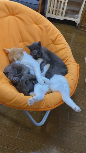 抱き合って眠る猫ちゃんたち  保健所 保護猫 昼寝 すやすや ネコ 癒やし 動画 かわいい 抱き合う猫