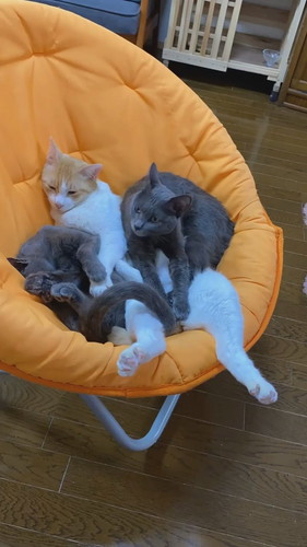 抱き合って眠る猫ちゃんたち  保健所 保護猫 昼寝 すやすや ネコ 癒やし 動画 かわいい 抱き合う猫