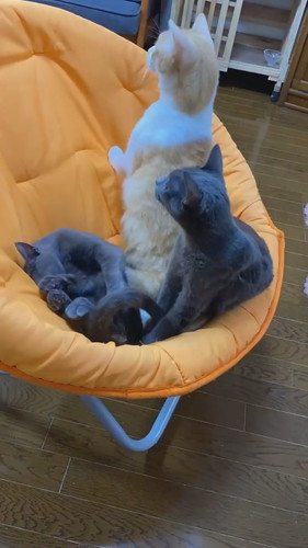 抱き合って眠る猫ちゃんたち  保健所 保護猫 昼寝 すやすや ネコ 癒やし 動画 かわいい 抱き合う猫