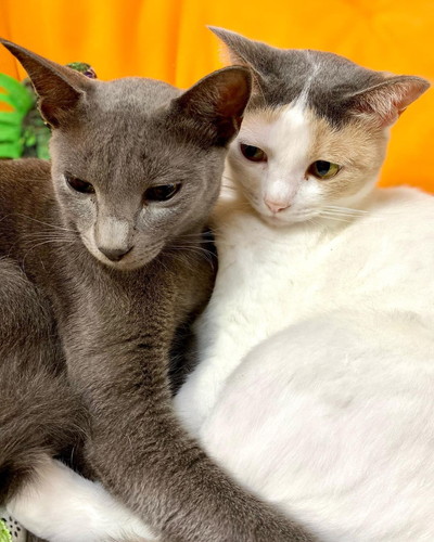 猫ちゃんたち 保健所 保護猫 昼寝 すやすや ネコ 癒やし 動画 かわいい 抱き合う猫