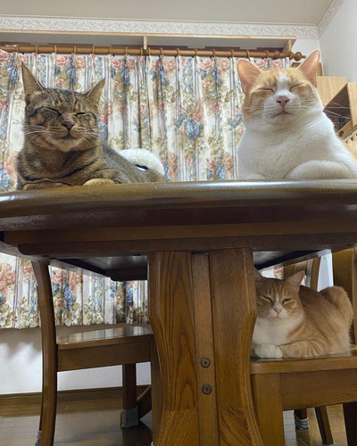 猫ちゃんたち 保健所 保護猫 昼寝 すやすや ネコ 癒やし 動画 かわいい 抱き合う猫