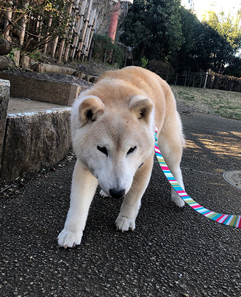 うめ吉さん 柴犬 おばあちゃん 高齢 ご長寿 ワンコ かわいい ほっこり 癒される Shiba
