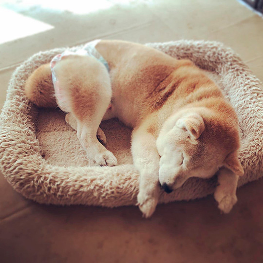 うめ吉さん 柴犬 おばあちゃん 高齢 ご長寿 ワンコ かわいい ほっこり 癒される Shiba